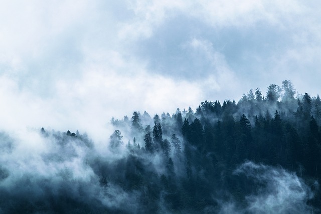多雾路段 森林 针叶树 - 上的免费照片