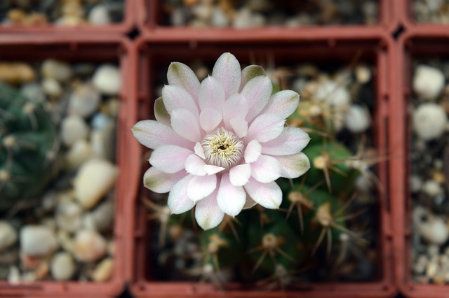 茴香裸藻 仙人掌花 多汁的 - 上的免费照片