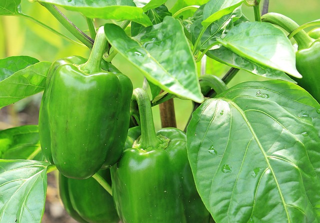 辣椒 茄属植物 青辣椒 - 上的免费照片