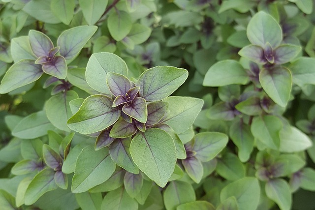 图尔西 香料 芳香草本 - 上的免费照片