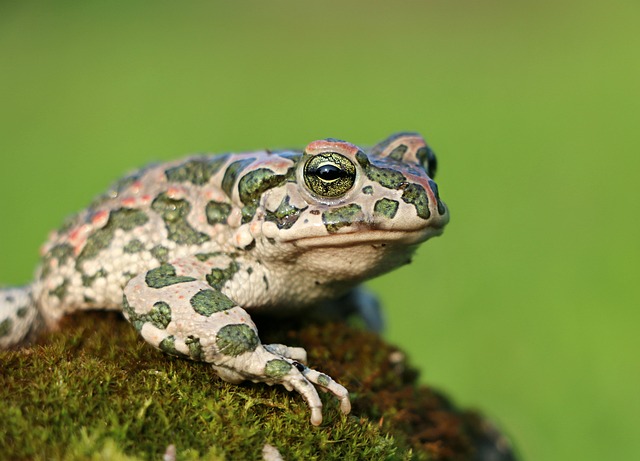 青蛙 蟾蜍 苔藓 - 上的免费照片