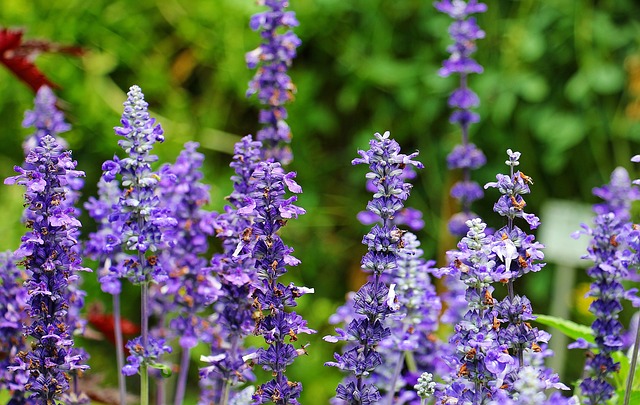 智者 植物 紫色的 - 上的免费照片