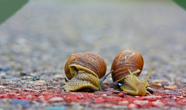 蜗牛 跑步 路 - 上的免费照片