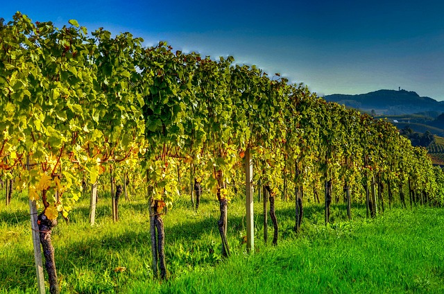 南部施蒂利亚州 葡萄酒 - 上的免费照片