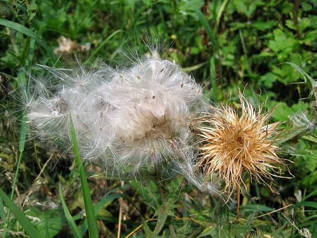 刮蓟 花卉种子 白色的 - 上的免费照片