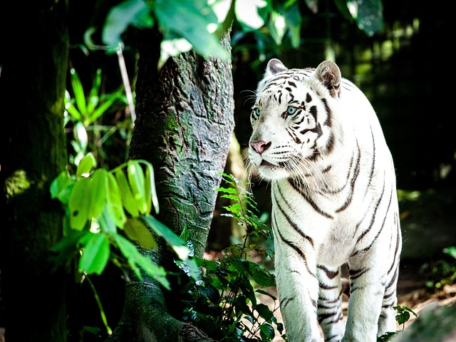 老虎 白色的老虎 野猫 - 上的免费照片