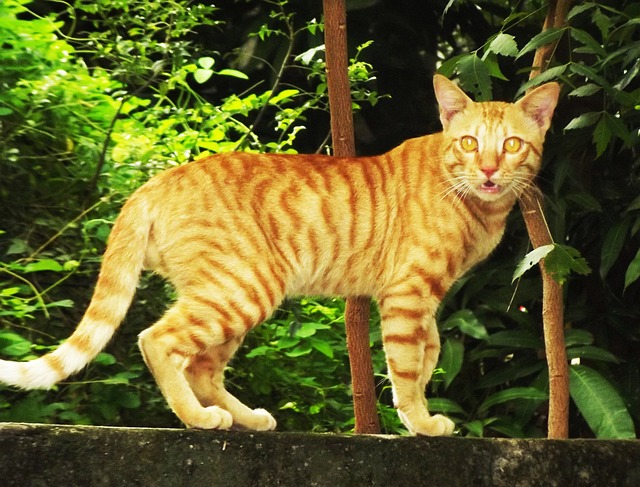 棕色猫 我家的猫 - 上的免费照片