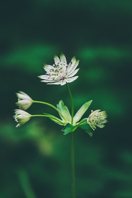 花 森林花 尖花 - 上的免费照片