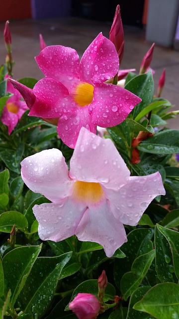 曼德维拉 花朵 粉色的 - 上的免费照片