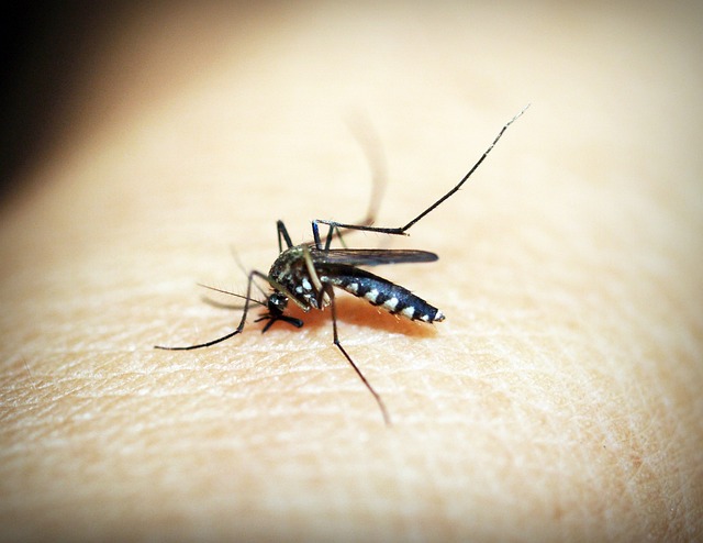 蚊子 疟疾 咬 - 上的免费照片