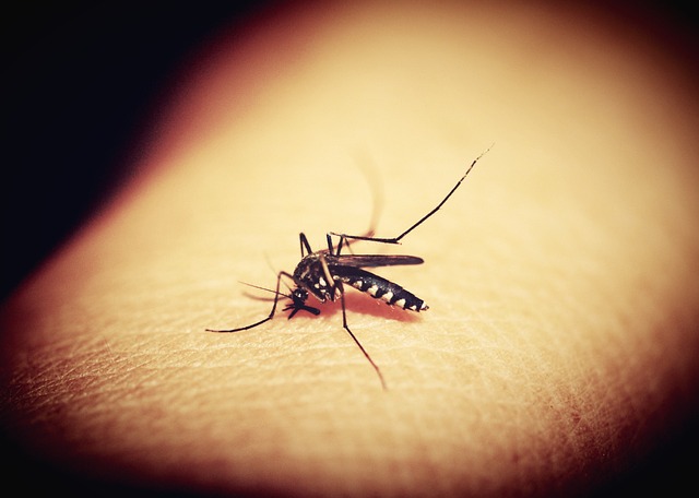 蚊子 疟疾 咬 - 上的免费照片
