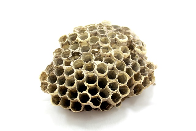 蜜蜂 蜂巢 蜜糖 - 上的免费照片