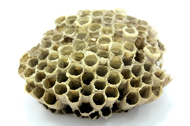 蜜蜂 蜂巢 蜜糖 - 上的免费照片
