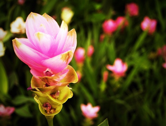 开花 开花背景 樱花 - 上的免费照片