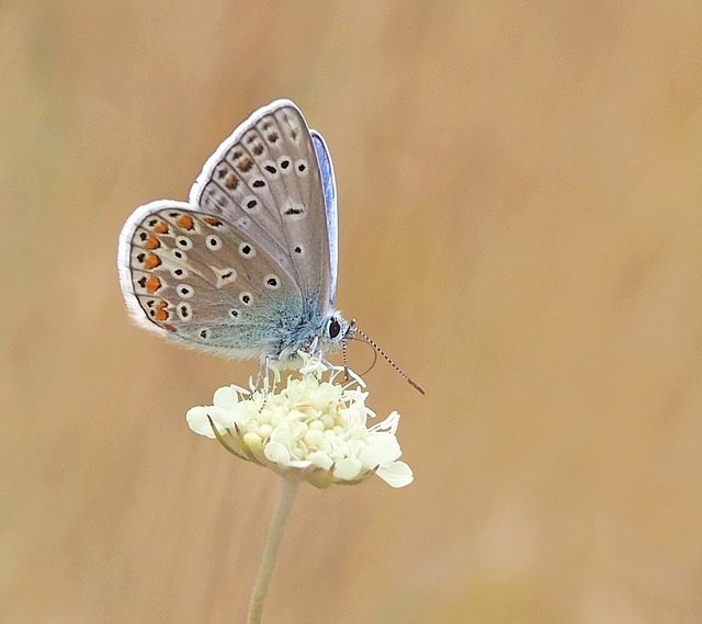 蝴蝶 淡蓝色 Hauhechel Polyommatus - 上的免费照片