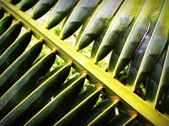 椰子 叶子 棕榈 - 上的免费照片
