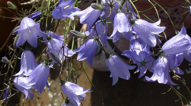 花 风铃 Harebell - 上的免费照片