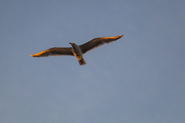 鸥 飞行中的海鸥 航班 - 上的免费照片