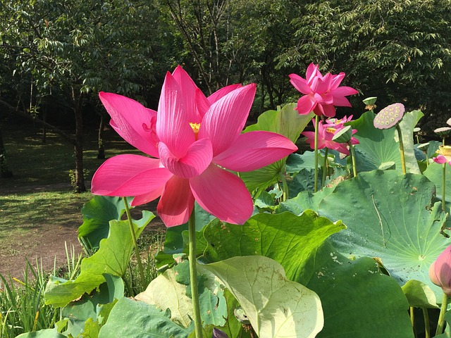 蓮 蓮花 荷花 - 上的免费照片