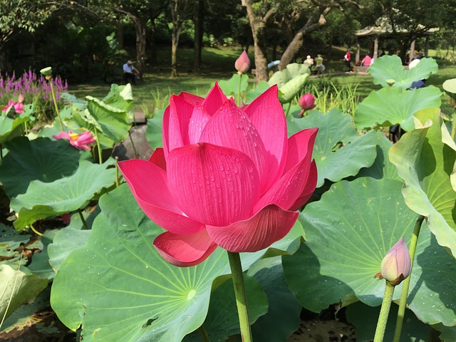 蓮 蓮花 荷花 - 上的免费照片