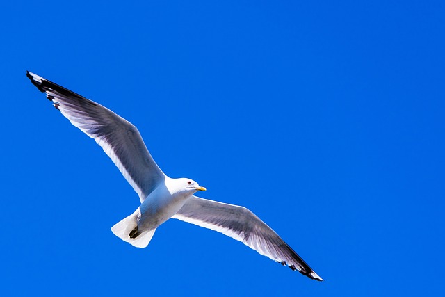 海鸥 鸟 翼展 - 上的免费照片