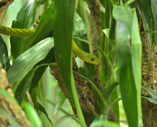 绿曼 绿色石斛 真正的毒蛇 - 上的免费照片