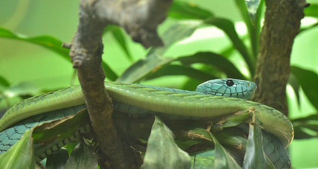 绿曼 绿色石斛 真正的毒蛇 - 上的免费照片