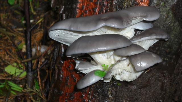 平菇 的Funghi 菌 - 上的免费照片