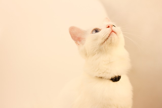 猫 动物 纯色 - 上的免费照片