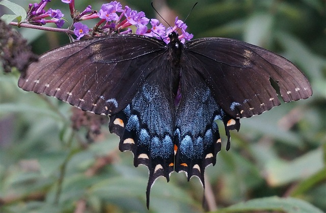 杂交黑燕尾蝶 破败但美丽 杂交种 - 上的免费照片