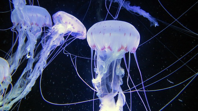 海蜇 海洋动物 水族馆 Zeaneum - 上的免费照片