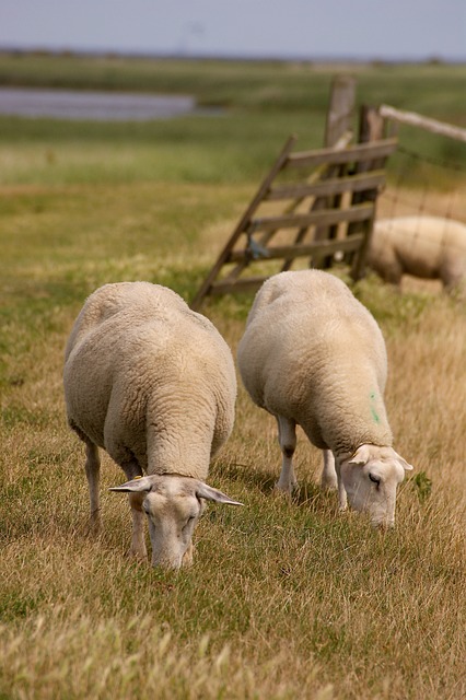 羊 动物 羊毛 - 上的免费照片