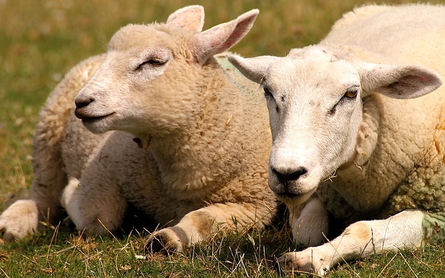 羊 动物 羊毛 - 上的免费照片