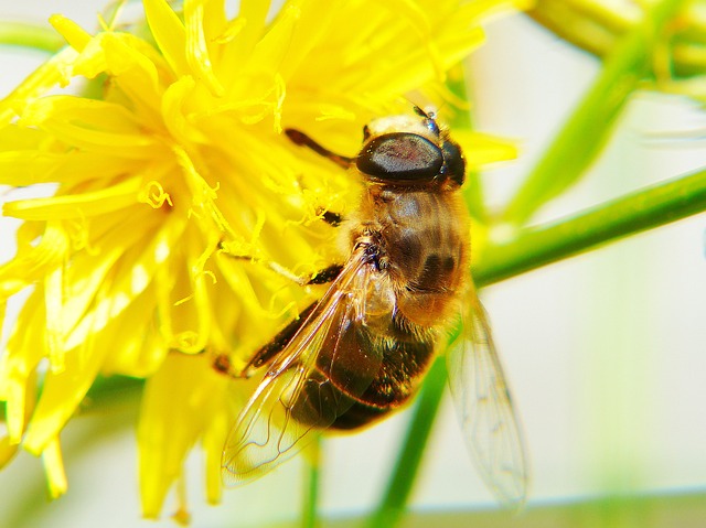 蜜蜂 鹰草 花 - 上的免费照片