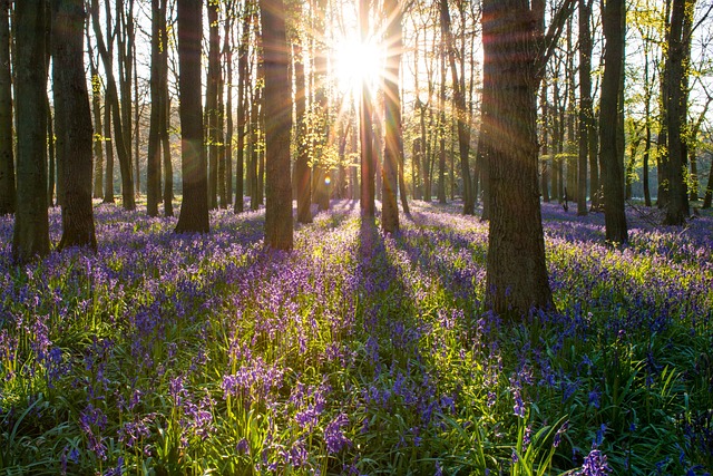 风信子 森林 英国 - 上的免费照片