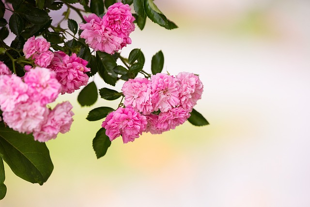 玫瑰 粉色的 粉红玫瑰 - 上的免费照片