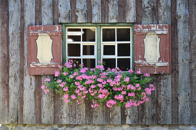 窗户 窗台 花 - 上的免费照片