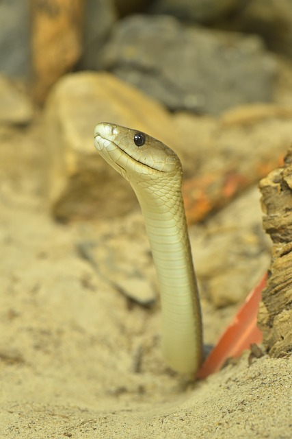 黑曼巴 多毛虫 蛇形和毒蛇形 - 上的免费照片