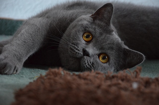 英国短毛猫 宿醉 猫 - 上的免费照片