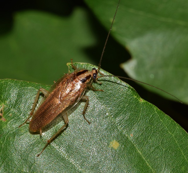 蟑螂 罗奇 德国蟑螂 - 上的免费照片