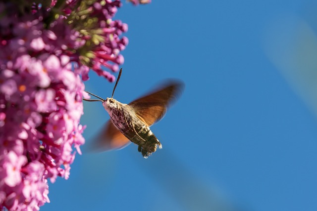 蜂鸟蛾 昆虫 翅膀 - 上的免费照片