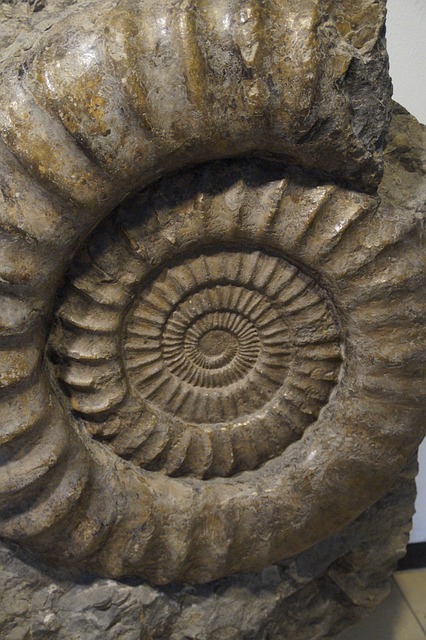 化石 蜗牛 菊石 - 上的免费照片