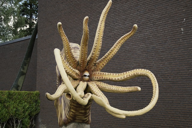 化石 鹦鹉螺 菊石 - 上的免费照片
