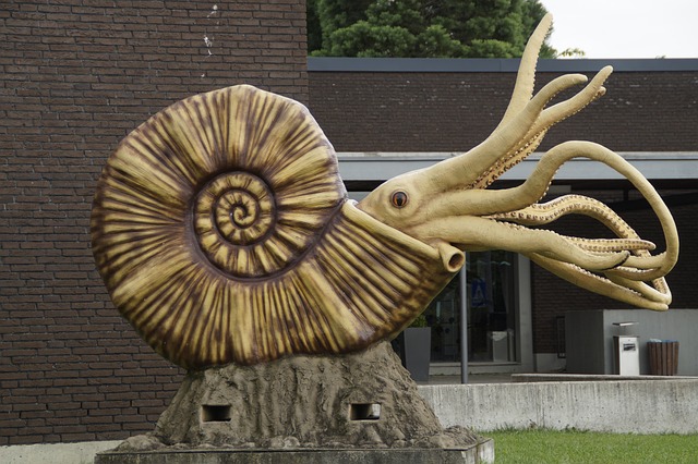 化石 鹦鹉螺 菊石 - 上的免费照片