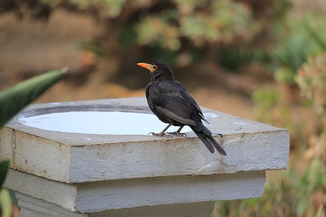 黑鸟 自然 鸟 - 上的免费照片