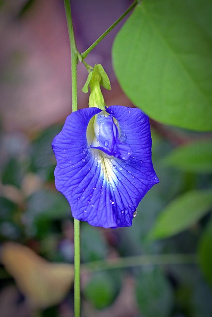 Clitoria Ternatea Klitorie 开花 - 上的免费照片