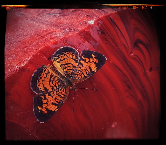 蝴蝶 昆虫 温泉 - 上的免费照片