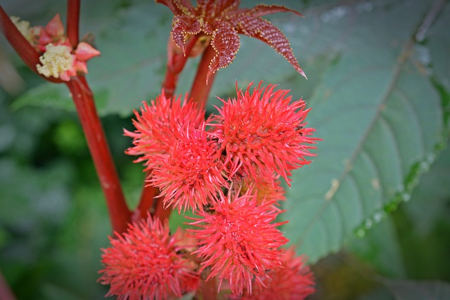 蓖麻油 植物 植物群 - 上的免费照片