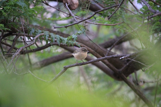 Chiffchaff 鸟 自然 - 上的免费照片