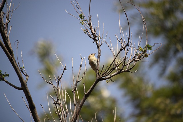 Chiffchaff 鸟 自然 - 上的免费照片